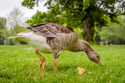 Close-up of a bird on field