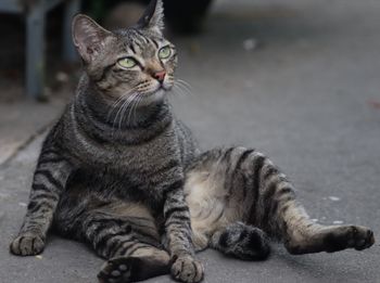 Close-up of a cat looking away