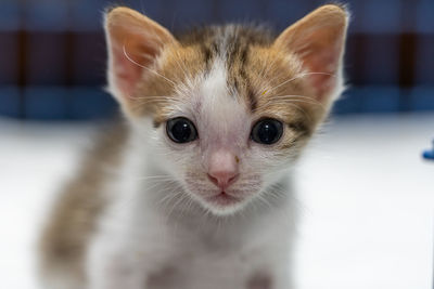 Close-up portrait of kitten