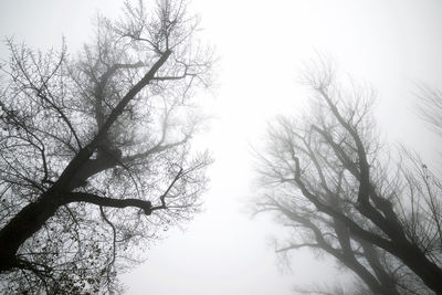 Low angle view of silhouette bare trees against clear sky