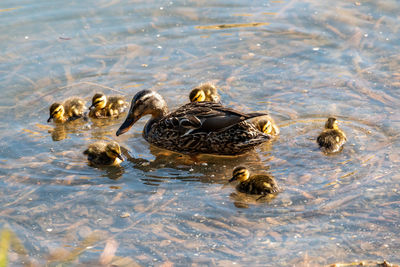 High angle view of ducks swimming in lake