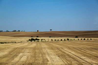 Hay bales on field against clear blue sky