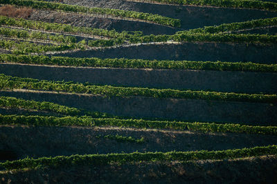 High angle view of vineyard in valley, duoro, portugal. 