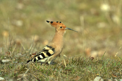 Close-up of a bird on field