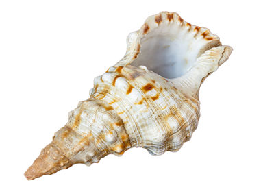 Close-up of seashell against white background