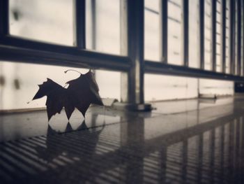 Close-up of cow on railing by window