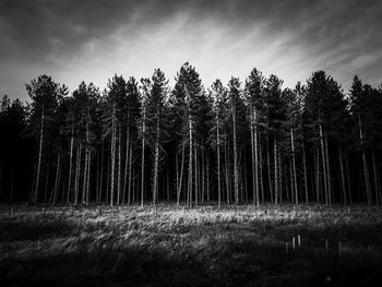 Trees in forest against sky