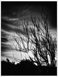 Low angle view of silhouette tree against sky at sunset
