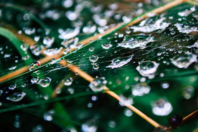 Close-up of water drops on spider web