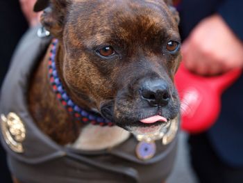 Close-up of man with dog