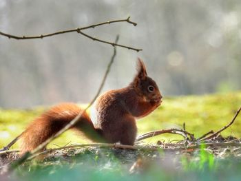 Close-up of squirrel on tree