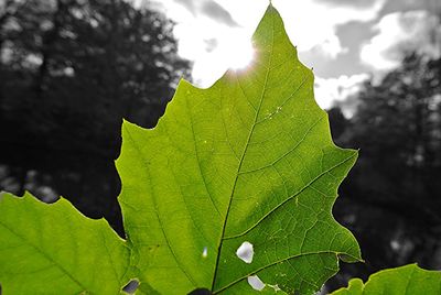 Close-up of maple leaf