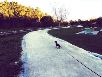 Man and dog on road against sky