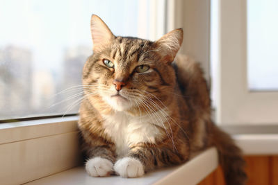 Adorable short haired brown tabby cat with green eyes is resting at the morning on windowsill.