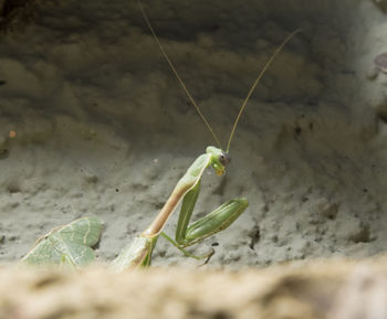 Close-up of grasshopper on leaf