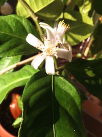 Close-up of white flowers