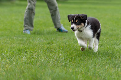 Low section of person with dog on field