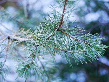 Close-up of snow on tree during winter