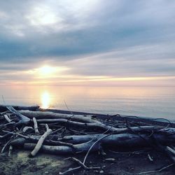 Branch on shore at beach against sky