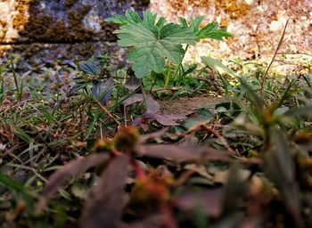 Close-up of leaves on ground