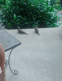 Close-up of bird on plant