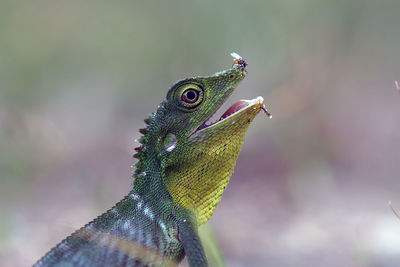 Close-up of fly on reptile outdoors