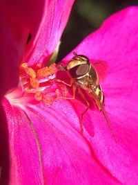 Close-up of insect on flower