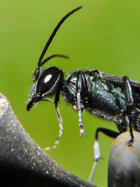 Close-up of insect on leaf