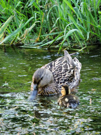 Mallard ducks in water