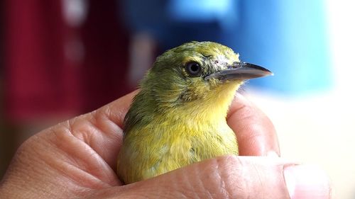 Close-up of a hand holding a bird