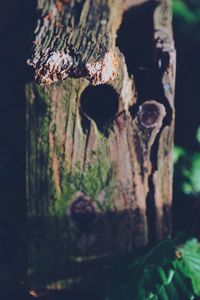 Close-up of mushroom growing on tree trunk