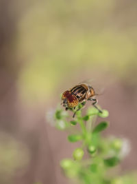 Close-up of bee pollinating on flower