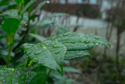 Close-up of wet leaf on plant