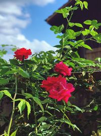 Close-up of red rose plant