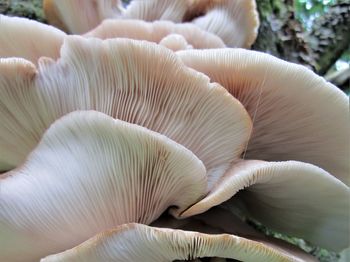 Close-up of white mushrooms