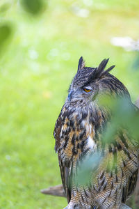 Close-up of owl perching on plant