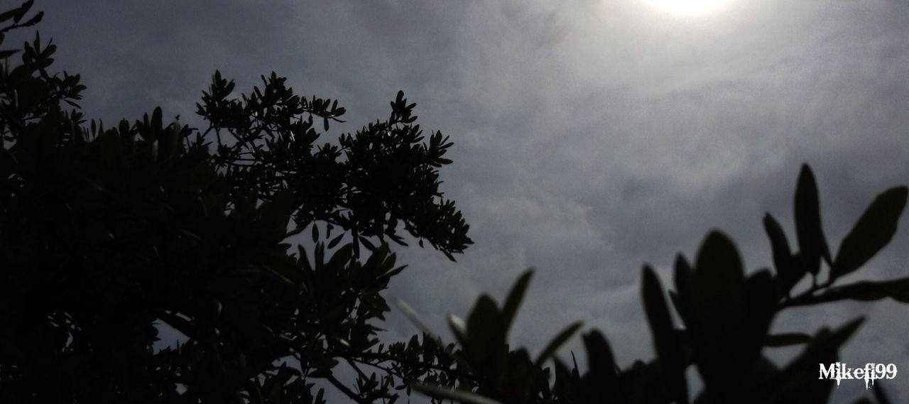 low angle view, sky, silhouette, growth, nature, plant, tree, beauty in nature, leaf, sun, cloud - sky, tranquility, sunset, dusk, sunlight, outdoors, no people, branch, cloud, close-up