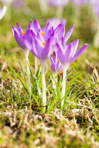 Close-up of purple crocus blooming on field