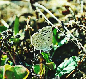 Close-up of fresh green plants