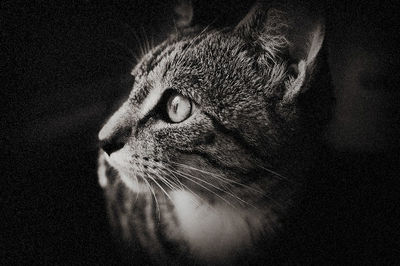 one animal