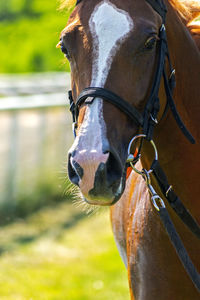 Close-up of horse