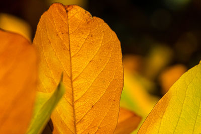 Close-up of dry maple leaf