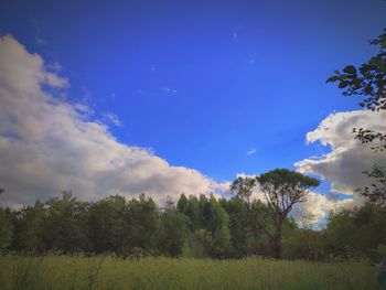 Low angle view of trees on field against sky