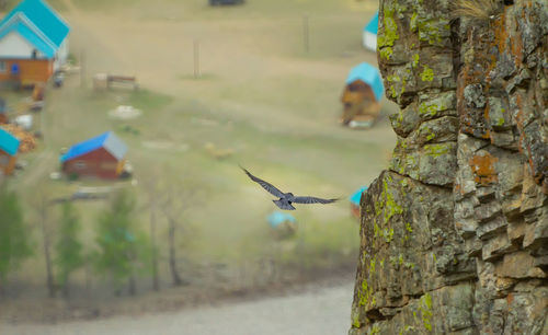 High angle view of woman standing by tree trunk