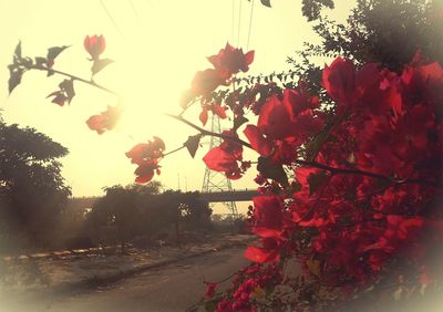 Pink flowers blooming in park