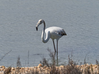 Flamingo near santa pola, spain