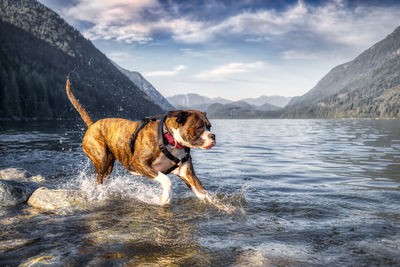 Dog on a lake