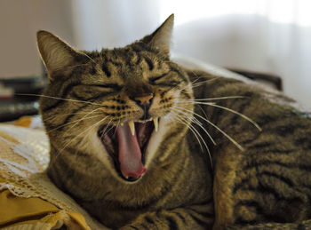 Close-up of cat yawning on bed