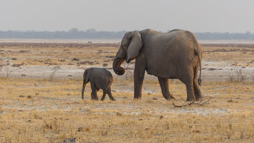 Elephant on field against sky