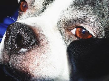 Close-up portrait of a dog